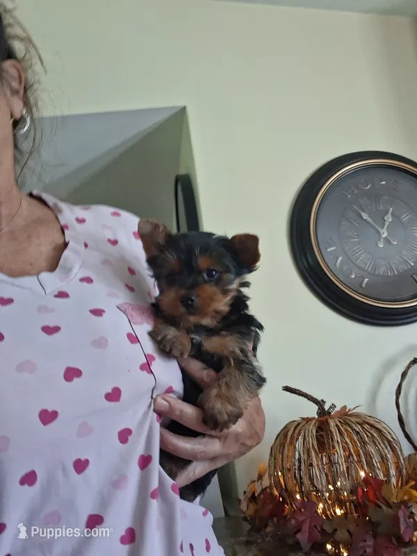 Akc Toby – Yorkshire Terrier puppy for sale in Black River, NY