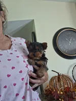 Akc Toby, a male Yorkshire Terrier for sale in Black River, NY – 1 of 2