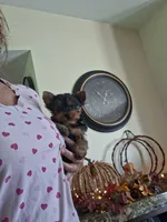 Akc Toby, a male Yorkshire Terrier for sale in Black River, NY – 2 of 2