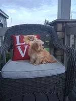 Toby, a male Cavapoo and Maltese for sale in Black River, NY – 2 of 2