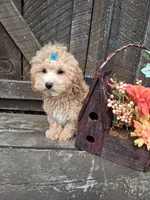 Maltipoo male , a male Maltipoo for sale in Black River, NY – 2 of 2