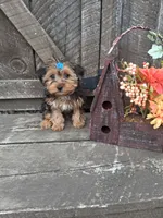 Morkie male, a male Morkie for sale in Black River, NY – 3 of 3