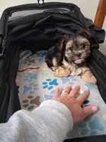 Toby, a male Morkie for sale in Black River, NY – Photo 2 of 2