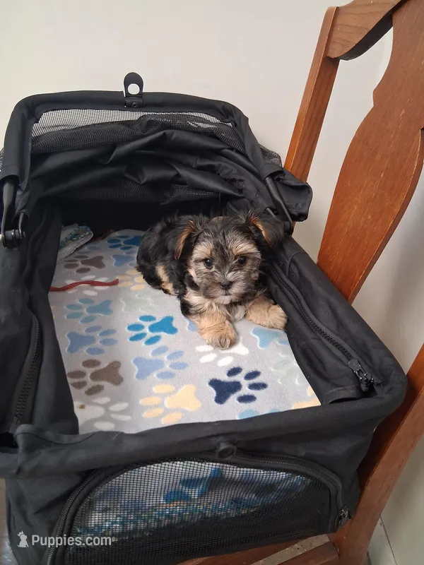 Toby, a male Morkie for sale in Black River, NY – Photo 1 of 2