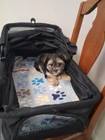 Toby, a male Morkie for sale in Black River, NY – Photo 1 of 2