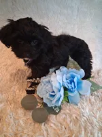 Teddy, a male Yorkipoo for sale in Black River, NY – 2 of 2