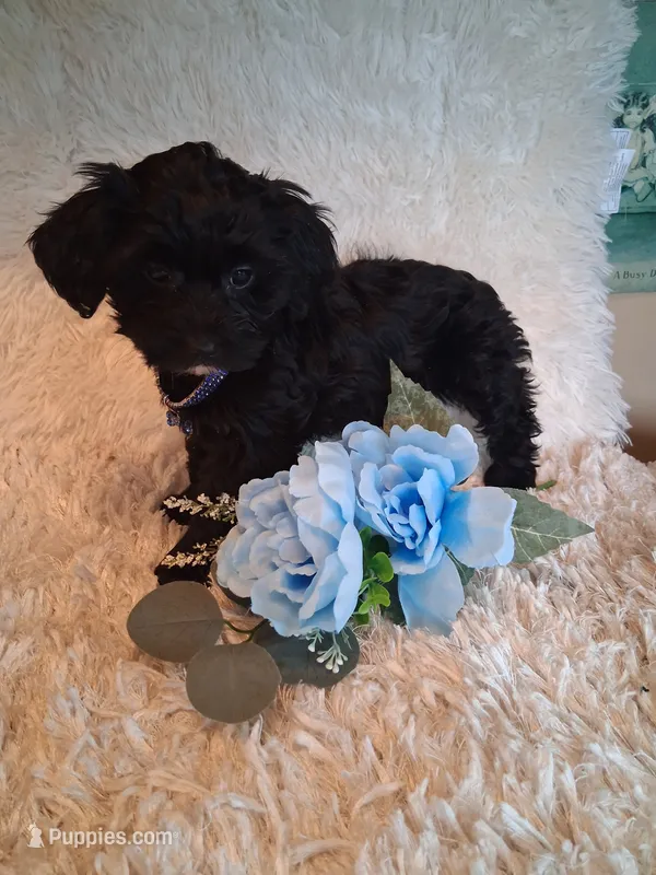 Teddy – Yorkipoo puppy for sale in Black River, NY