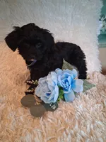 Teddy, a male Yorkipoo for sale in Black River, NY – 1 of 2