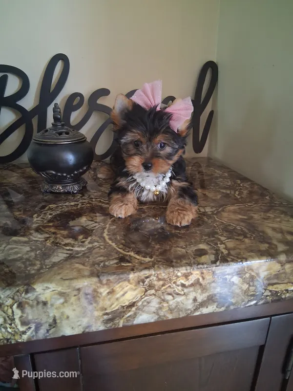 Maura – Yorkshire Terrier puppy for sale in Black River, NY