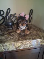 Maura, a female Yorkshire Terrier for sale in Black River, NY – 1 of 2