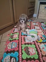 Milo, a male Cavapoo for sale in Black River, NY – 2 of 2