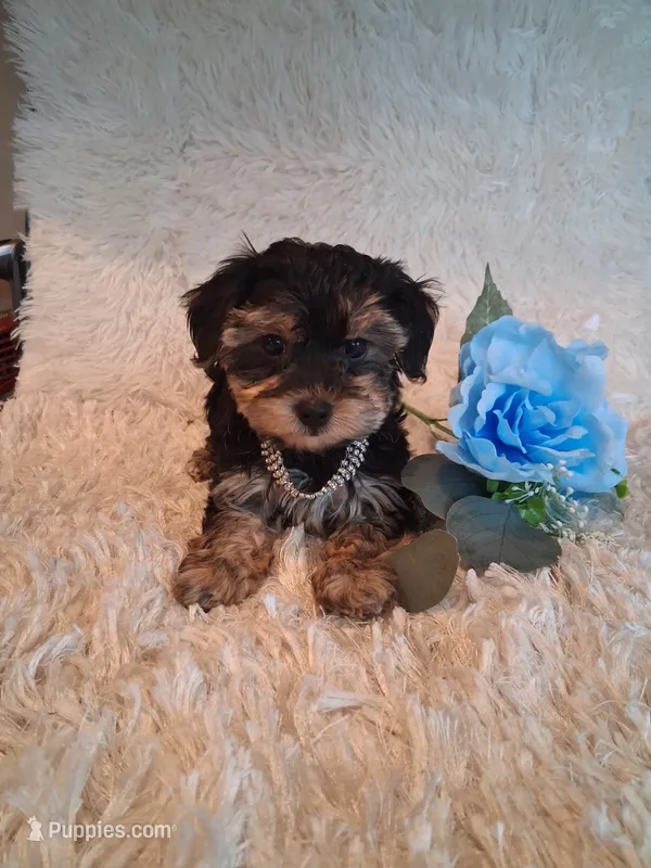 Toby – Yorkipoo puppy for sale in Black River, NY
