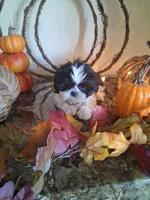 Tiny tim, a male Shih Tzu for sale in Black River, NY – 1 of 2
