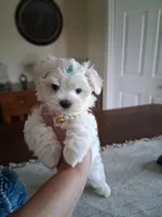 Milo, a male Maltese for sale in Black River, NY – 1 of 1