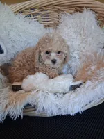 Teddy, a male Cavapoo for sale in Black River, NY – 2 of 2