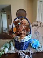 Tiny Teddy, a male Yorkshire Terrier for sale in Black River, NY – Photo 2 of 2