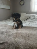 Toby, a male Morkie for sale in Black River, NY – Photo 2 of 2