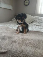 Toby, a male Morkie for sale in Black River, NY – Photo 1 of 2