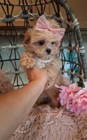 Lilly, a female Cavapoo for sale in Black River, NY – 2 of 2