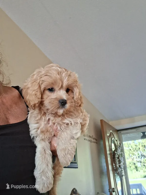 Teddy – Cavapoo puppy for sale in Black River, NY