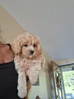 Teddy, a male Cavapoo for sale in Black River, NY – 1 of 1