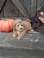 Milo, a male Maltipoo for sale in Black River, NY – 1 of 2