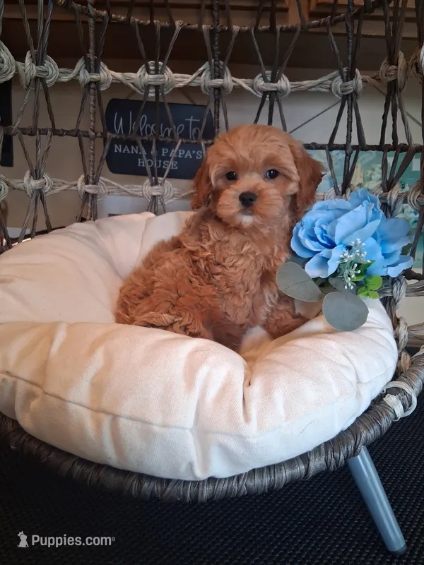 Toby – Cavapoo puppy for sale in Black River, NY