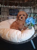 Toby, a male Cavapoo for sale in Black River, NY – 1 of 2