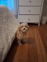 Bentley , a male Cavapoo and Maltese for sale in Black River, NY – 1 of 2