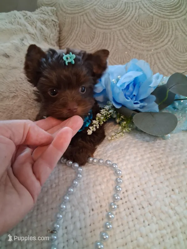 Teacup Tim – Yorkshire Terrier puppy for sale in Black River, NY