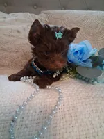 Teacup Tim, a male Yorkshire Terrier for sale in Black River, NY – Photo 3 of 3