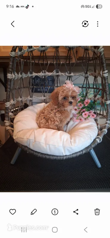 Tilly – Cavapoo puppy for sale in Black River, NY