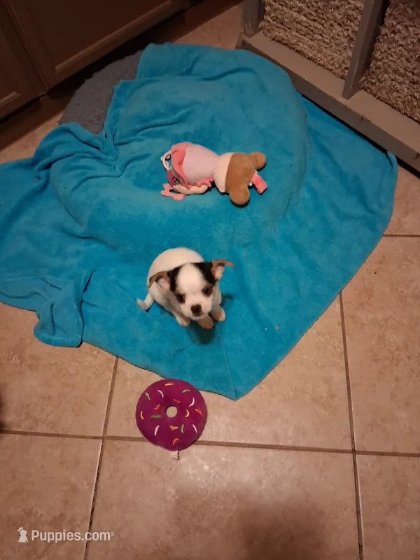 Tino – Chihuahua puppy for sale in Black River, NY