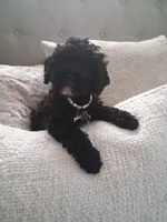 Lilly, a female Cavapoo for sale in Black River, NY – 2 of 2