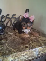 Maura, a female Yorkshire Terrier for sale in Black River, NY – 2 of 2