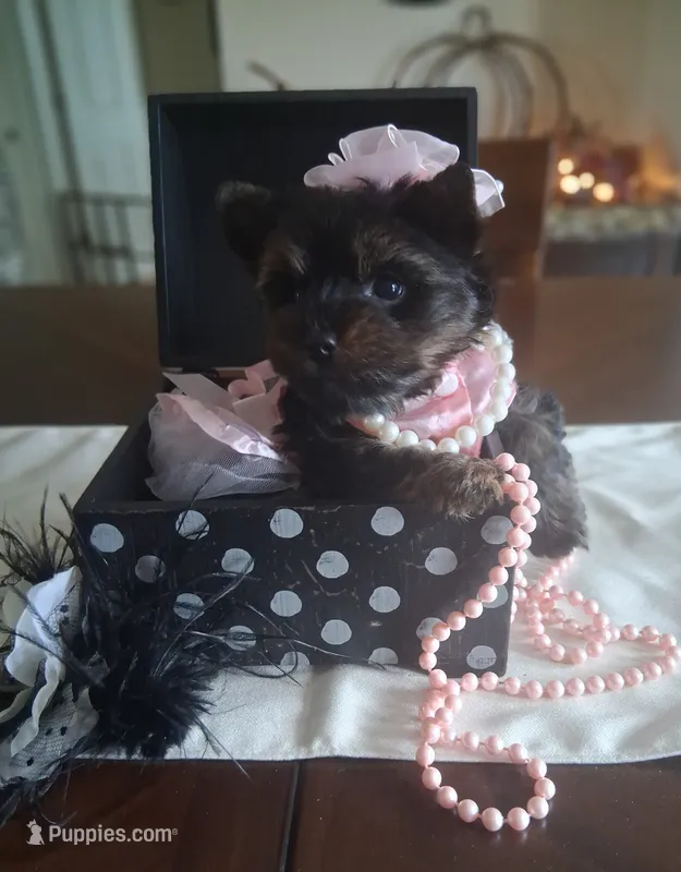 Akc Tiny Tina – Yorkshire Terrier puppy for sale in Black River, NY
