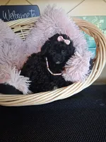 Maura, a female Cavapoo for sale in Black River, NY – 3 of 3