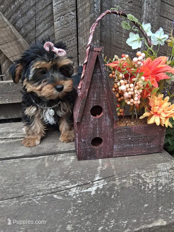 Morkie female  – Morkie puppy for sale in Black River, NY