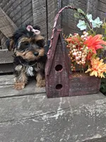 Morkie female , a female Morkie for sale in Black River, NY – 1 of 3