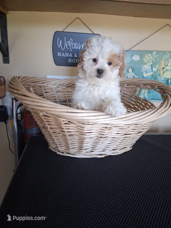 Teddy – Cavapoo, Shih Tzu puppy for sale in Black River, NY