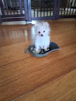 Teacup Tim, a male Pomeranian for sale in Black River, NY – Photo 3 of 3