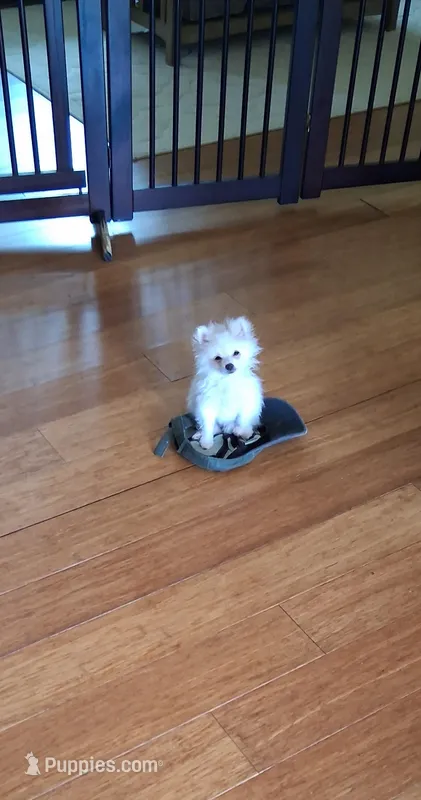 Teacup Tim – Pomeranian puppy for sale in Black River, NY