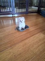 Teacup Tim, a male Pomeranian for sale in Black River, NY – Photo 2 of 3