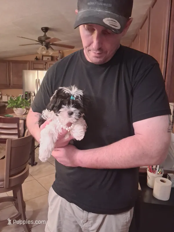 Milo – Morkie puppy for sale in Black River, NY