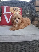 Teddy, a male Cavapoo and Maltese for sale in Black River, NY – 1 of 2