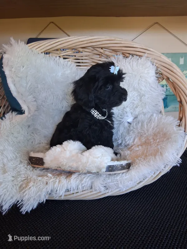 Toby – Yorkipoo puppy for sale in Black River, NY