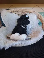 Teddy, a male Cavapoo for sale in Black River, NY – 2 of 2