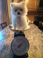 Teacup Tim, a male Pomeranian for sale in Black River, NY – Photo 3 of 3