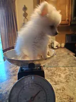 Teacup Tim, a male Pomeranian for sale in Black River, NY – Photo 1 of 3