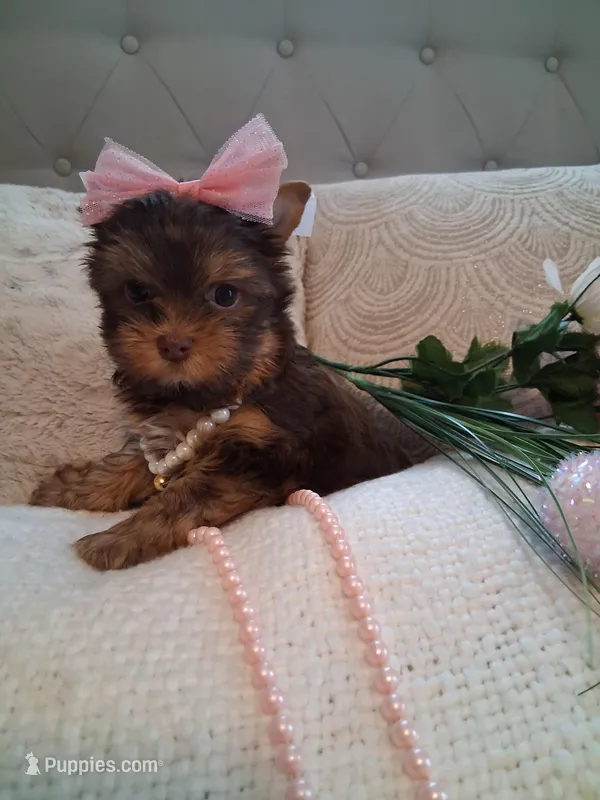 Tootsie  – Yorkshire Terrier puppy for sale in Black River, NY